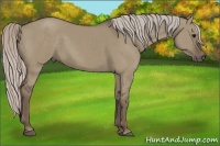 Horse Color:Silver Grullo 
