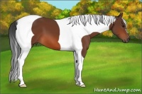 Horse Color:Bay Tobiano 
