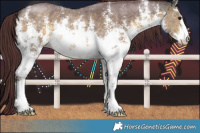 Horse Color:White Spotted Chocolate Buckskin Sabino 