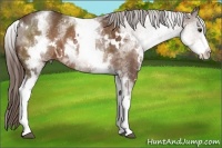 Horse Color:White Spotted Liver Chestnut