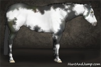 Horse Color:Liver Chestnut Frame 