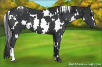 Horse Color:White Spotted Black 