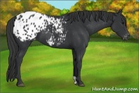 Horse Color:Black Appaloosa