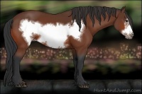 Horse Color:Bay Frame 
