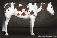 Horse Color:White Spotted Brown Splash 