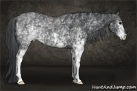 Horse Color:White Spotted Black