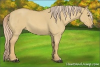 Horse Color:Palomino Roan Dun 