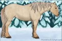 Horse Color:Palomino Roan Dun
