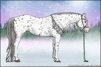 Horse Color:Black Appaloosa