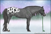 Horse Color:Black Appaloosa