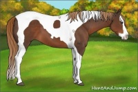 Horse Color:Liver Chestnut Splash Tobiano 