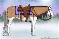 Horse Color:Buckskin Splash Rabicano
