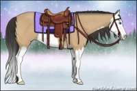 Horse Color:Buckskin Splash 