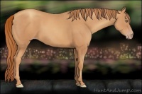 Horse Color:Gold Champagne 