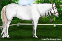 Horse Color:Chestnut Appaloosa 