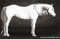 Horse Color:White Spotted Liver Chestnut