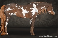 Horse Color:White Spotted Liver Chestnut 
