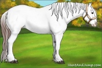 Horse Color:Bay Tobiano Appaloosa 
