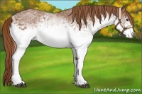 Horse Color:White Spotted Chestnut
