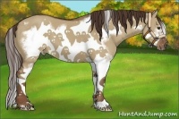 Horse Color:Liver Red Dun Splash Frame