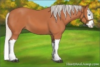 Horse Color:Silver Bay Splash 