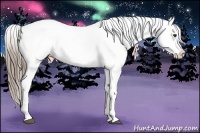 Horse Color:Liver Chestnut Appaloosa 