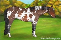 Horse Color:White Spotted Bay 