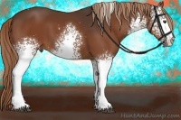 Horse Color:White Spotted Liver Chestnut 