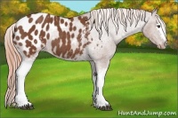 Horse Color:White Spotted Chestnut Appaloosa Rabicano