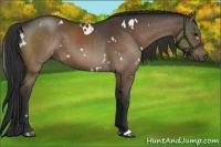 Horse Color:White Spotted Bay 