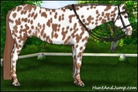 Horse Color:Chestnut Near Leopard 