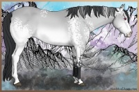 Horse Color:White Spotted Bay Chinchilla 