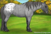 Horse Color:Blue Roan Varnish 