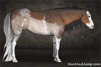 Horse Color:White Spotted Buckskin Sabino Splash 