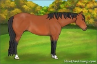 Horse Color:Bay 