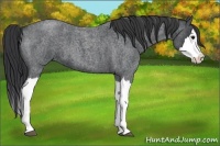 Horse Color:Blue Roan Splash 