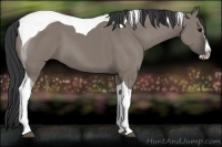 Horse Color:Grullo Splash Tobiano