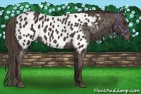 Horse Color:Liver Chestnut Appaloosa 