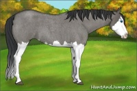 Horse Color:Grullo Roan Splash 