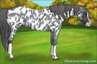 Horse Color:Blue Roan Splash Appaloosa