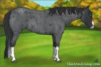 Horse Color:Blue Roan Splash 