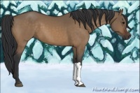 Horse Color:Bay Dun
