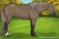 Horse Color:Liver Red Dun Sabino 