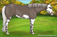 Horse Color:Silver Black Splash 