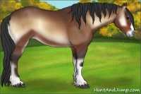Horse Color:Bay Onyx 