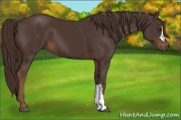Horse Color:Liver Chestnut 