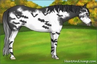 Horse Color:Black Splash Frame