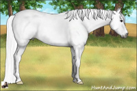 Horse Color:Gray White Spotted Smoky Black Splash Tobiano Rabicano