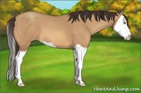 Horse Color:Amber Champagne Splash 