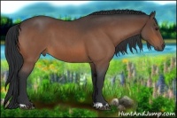 Horse Color:Bay Roan 